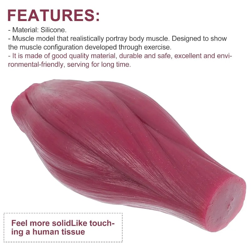 Fitness With Nutrition - 1-pound Human Muscle and Fat Replication