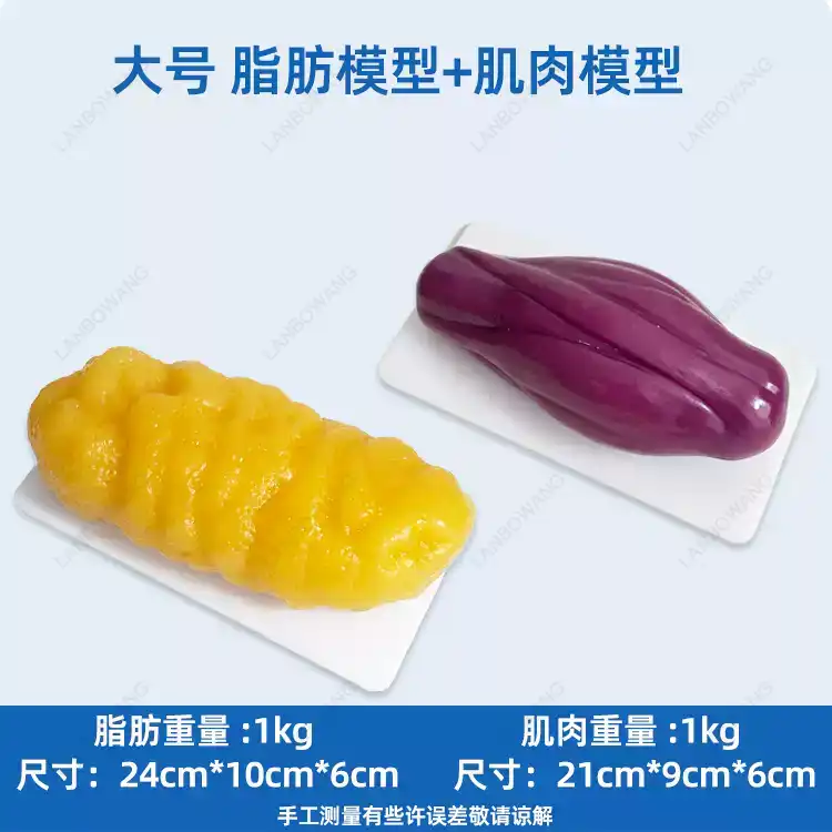 Human Muscle and Fat Replicas, - Fitness With Nutrition review and price