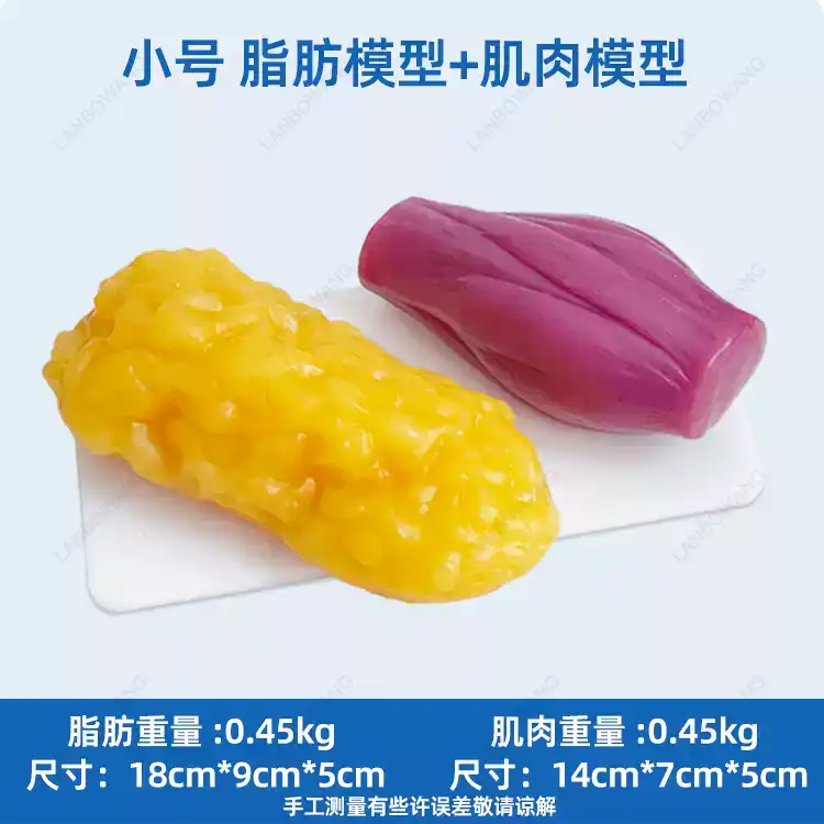Human Muscle and Fat Replicas, - Fitness With Nutrition review and price